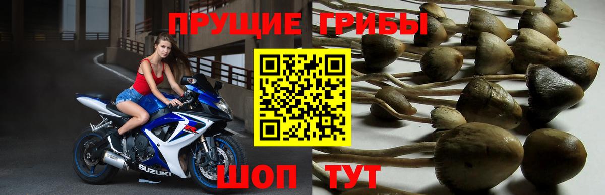 Набережные Челны  Галлюциногенные грибы Psilocybe  Вход с VPN 